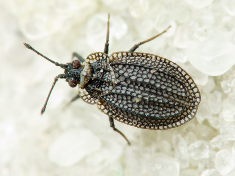 Acalypta marginata (Wolff, 1804)